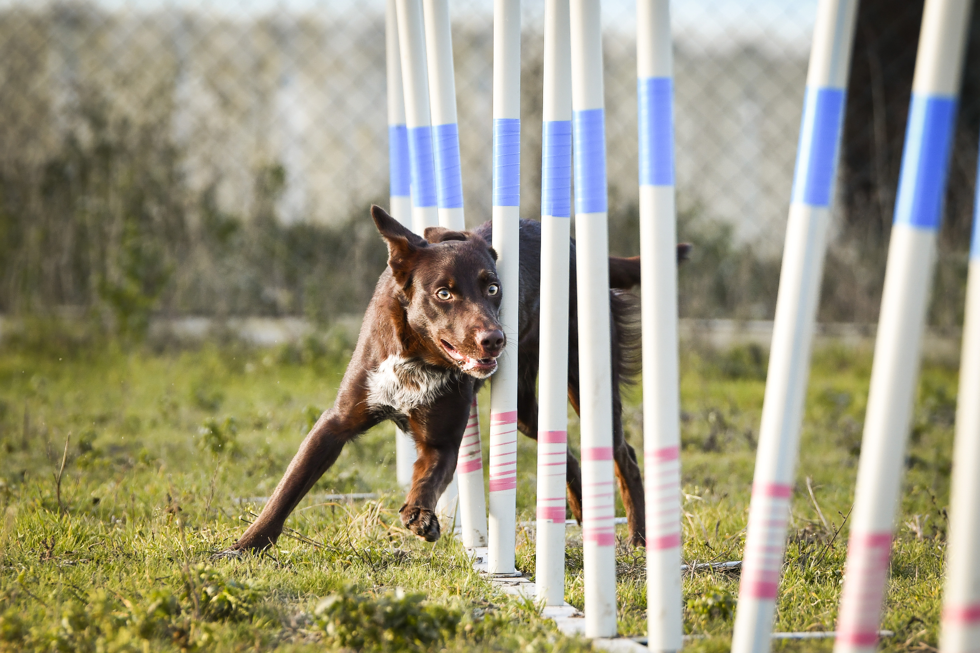 Hund løber slalom i agility-banen på hundevenlig camping