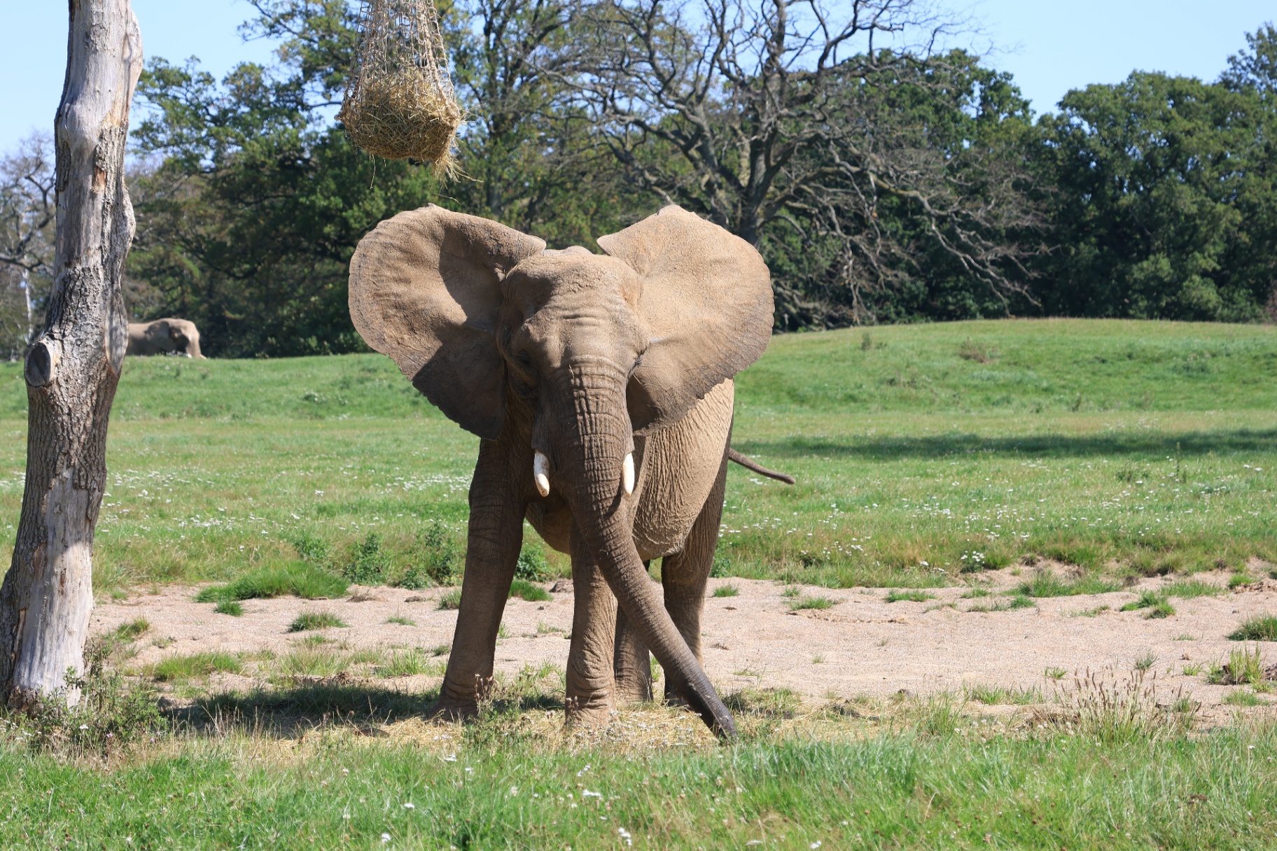 Knuthenborg Safaripark